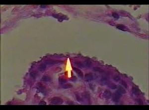 Cryptosporidium parvum-infected tissues and fecal sample