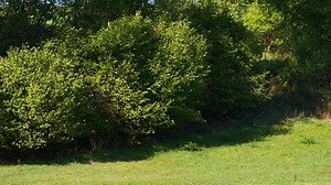 Fall, Leaves, October. Free Stock Video