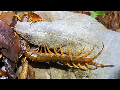 I caught a giant centipede in Okinawa!
