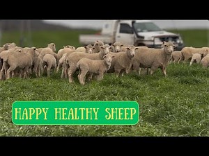 AMAZING SHEEP FEED! | Ryegrass Clover | Australian Sheep Farming
