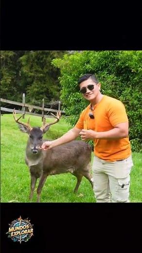 The most beautiful place in Cayambe? 🦌 THE DEER HOUSE #shortvideo #viralvideo