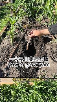我第一次在花園種山藥，沒想到方法這麼簡單Growing Chinese Yam in My Backyard Garden #gardening