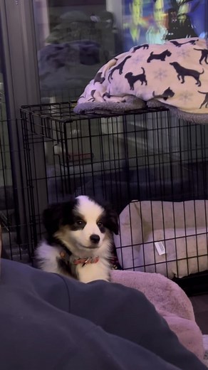 Bonita's First Bark Compilation Video