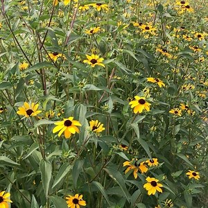 100 reactions · 3 comments | Some flowers are excruciatingly...