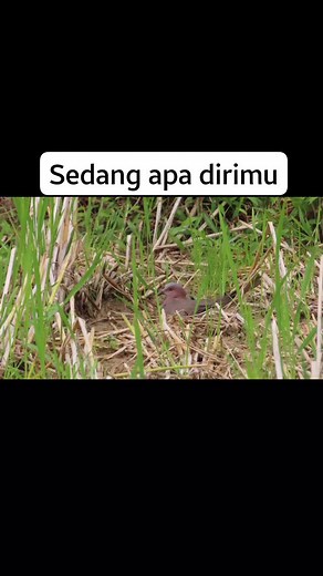 26K views · 536 reactions | Makanya jangan eek sembarangan,minimal pake pampers lah. #semuaorang #pengikut #reels | Pery Tonk Hunter | Facebook