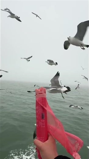 Don’t Be Surprised: This Is What Seagulls Really Do When You Try to Feed Them