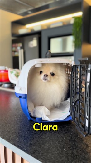 Linda Spitz Alemão em busca de um lar