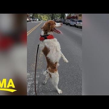 Meet Dexter, the dog who walks everywhere upright | GMA