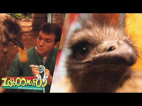 Animal Running Race! Emus, Cheetahs & More! | Zoboomafoo - WildBrain | Full Episode Compilation