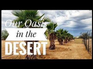 Our Oasis in the Desert | Mexican Fan Palm Tree Update
