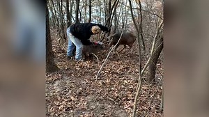 Video of a Trempealeau County man setting two tangled bucks free gains millions of views
