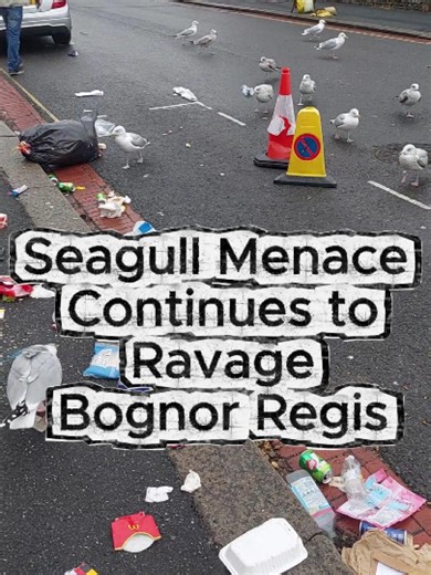 Bognor Regis Seagull Issues: Town Hall Bin Chaos