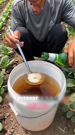 Beer and Sugar Water Fertilizer Hack for Vegetables