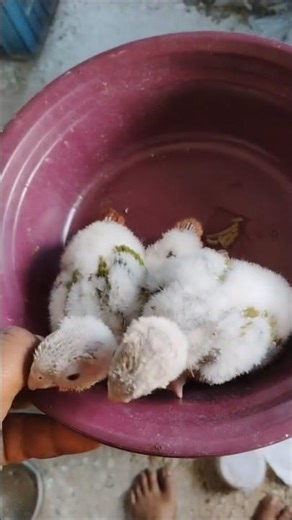 conure now only #aviary #lovebirdsfarming #lovebird #parrot #youtubeshorts #ytshorts #tanding