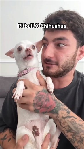 25K views · 441 reactions | Pitbull Vs Chihuahua who will win?  | Chihuahuas Love | Facebook