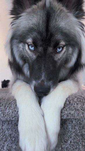 Adorable Wooly Agouti Husky Puppy with Blue Eyes