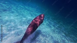 Dugong with remora swimming underwater, front view. Rare sea mammal