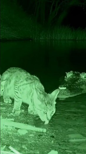 🐱When a Crocodile Struck, a Gorilla Became the Cat Family’s Hero🦍❤️