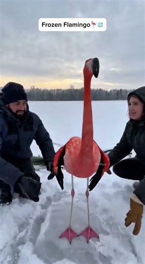 From icy prison to sky-high freedom - this flamingo’s got moves! #flamingo #rescue #viral
