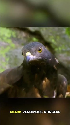 Honey Buzzard: The Bird That Destroys Entire Wasp Colonies