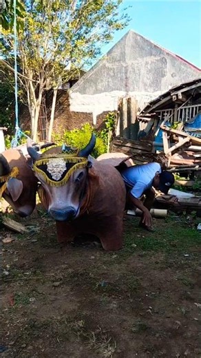 the cow is giving birth #animals