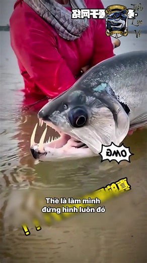 Hành trình nuôi cá Nanh Hổ #thuysinh #ca | cá hổ