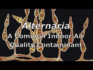 Alternaria - A Common Indoor Air Quality Contaminant