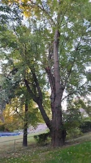 Full-Service Tree Removal That old tree isn’t just an eyesore — it’s a risk. Weak roots, hollow trunks, and storm damage can turn a tree into a serious hazard overnight. Our team provides professional hazardous tree removal that’s fast, safe, and fully insured. Whether it’s a residential yard or a commercial property, we handle every job with precision and care. Contact us today! ☎(513) 320-7237 📱(326) 688-0630 ✅ Learn More & Request A Quote Online: 🌐https://aptreeprollc.com/ . . #Emergencytre