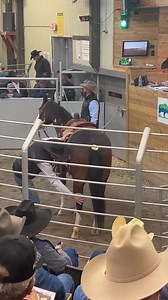 474K views · 6.2K reactions | 퐒퐎퐋퐃 LOT #10 $7,300 Thank you for choosing Bowie Texas Livestock! . . . . #BowieTexasLivestockBarn #November5th#Catalog #Open #JustBowieThings #Ranch #Horse #Paint #Draft #Pony #Mule #Donkey #APHA #AQHA | Bowie Texas Livestock: Consignment Horses | Facebook