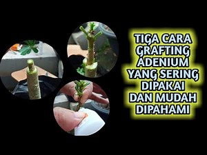 Three Easy and Simple Ways of Grafting Adenium