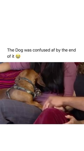FBOY on Instagram: "Follow (us) @FUCKBOYPROBLEM.S for more funny reels 😂🍿💚 The way he tossed that dog!!!😭 Cesar Millan, widely known as the “Dog Whisperer,” is a renowned dog behaviorist and trainer who gained international fame for his unique approach to dog training. Born in Mexico, Millan developed an intuitive understanding of dog psychology from a young age and later moved to the United States, where he established himself as a leading figure in the world of dog training. He is best kno