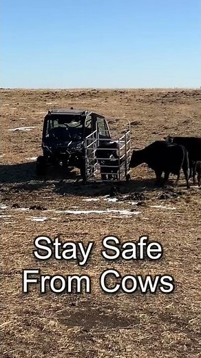 Stay safe from protective mother cow during calving season with Fast Catch calf catcher #shorts