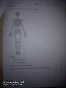 Label the diagram below with the correct skeletal locations.A... | Filo