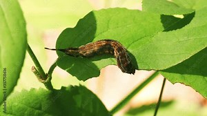 Closeup shot of the Sphinx Pinastri caterpillar eating a green leaf, filmed with a fast macro lens in UHD