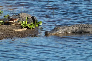 Manatee Filmed Swimming Behind A Massive Alligator Down A River Like A Racer Drafting The Leader