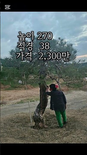 #소나무#나무전지#모과나무#회화나무#아라끼#나무사리 #나무판매 #나무수술 #나무시장 #나무구입 #특수목 #정원수