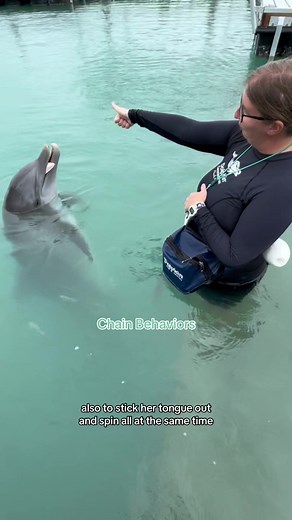Indie and Marine Mammal Specialist Emily's Impressive Chain Behaviors