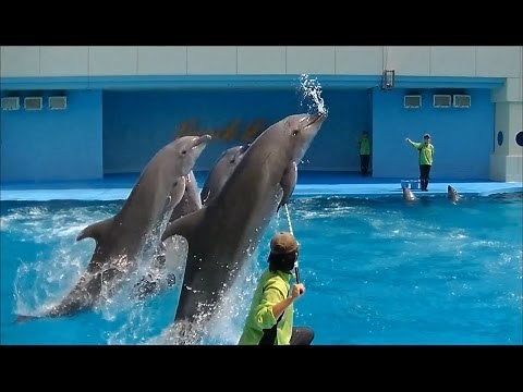 【完全版】イルカショー part1 / 南知多ビーチランド【爽快！連続ジャンプ！！】