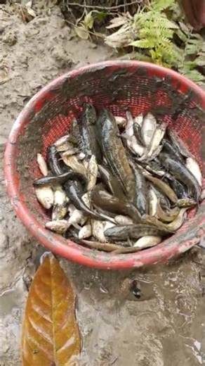 Fishing video When fishing in the river small fish food blog man vs food