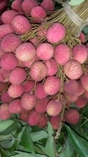 Lychee/Lichee/Litchi 😍😍 #shorts