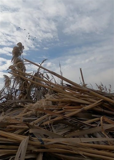We got few of them but my GoPro kept shutting off ! #duckhunting #hunting ‪@bossshotshells‬ #duck