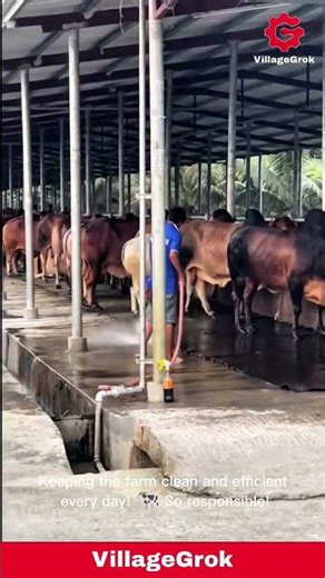 Cleaning Cow Farm: Man Power-Washes Dirt and Grime from the floor