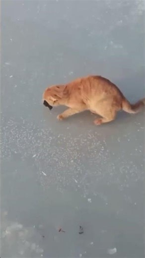 Epic Fails That Turned Into Instant Regret! #funny #hilariousfails #comedy #failgag