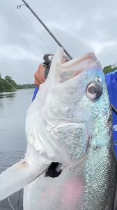 28K views · 407 reactions | PESCARIA DE CORVINA NO MOLINETE AMAZONIA FISHING LODGE (66) 9 9999-2285 @amazonia.fishing.lodge VARA: VERSUS 25 lbs 6" MOLINETE: AZURA 3000 LINHA: VEXTER X8 30lbs ISCA: METAL JIG @marine.fishing | Johnny Hoffmann | Facebook