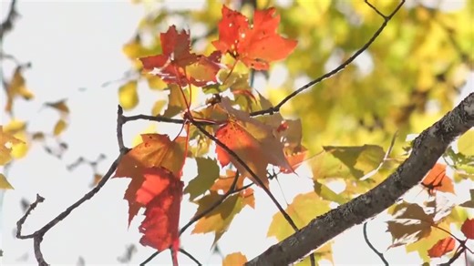 Fall foliage is at or near peak across much of Maine
