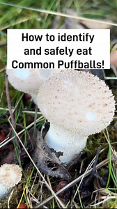 3.5K views · 81 reactions | Here’s how to identify and safely eat...