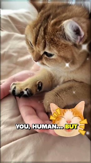 The Cutest Kitty Bakery Ever 🐾❤️