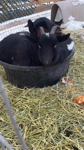 Good morning dibbles and scribbles | Old Town Farmstand