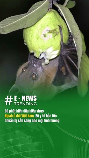 Đã phát hiện dấu hiệu virus Nipah ở dơi Việt Nam, Bộ y tế hỏa tốc chuẩn bị sẵn sàng khu cách ly cho