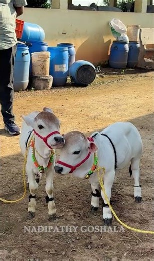 Pet Cows 🐮 So Calm, Sweet & Loving 😍 #pet #cow #love #cute #shot #fun #joy #life #day #fam